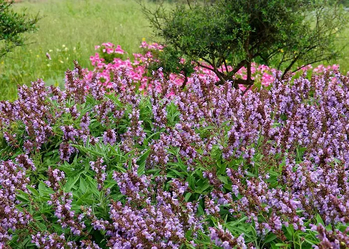 Hotel Alcaufar Vell Rural & Restaurant 4*