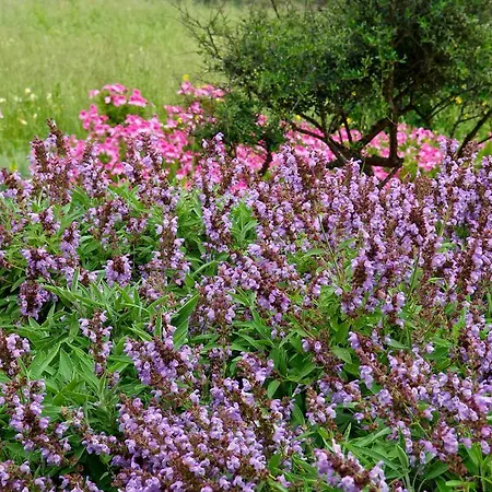 Szálloda Alcaufar Vell Rural & Restaurant 4*